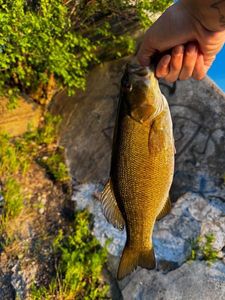 Smallmouth Bass