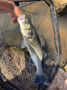 European Bass (Seabass)