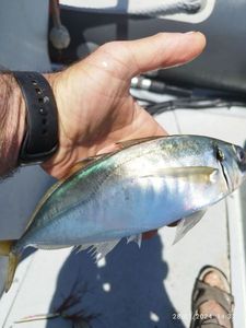 Atlantic Horse Mackerel