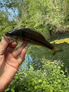 Largemouth Bass