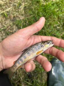 Brown Trout