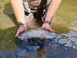 Rainbow Trout
