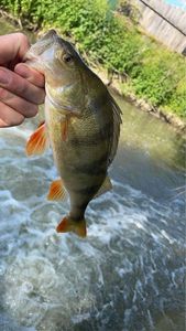 European Perch