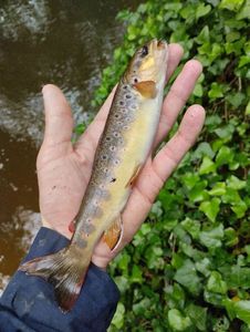 Brown Trout
