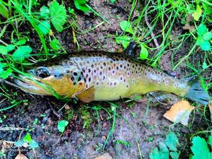 Brown Trout