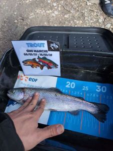 Rainbow Trout