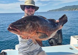 Cubera Snapper