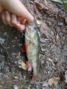 European Perch