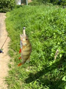 Yellow Perch