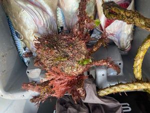 European Spider Crab