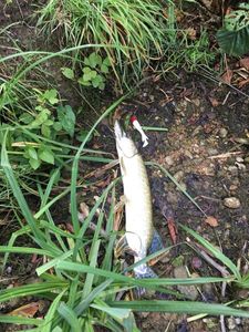 Northern Pike