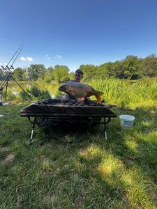 Mirror Carp