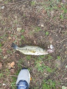 Largemouth Bass