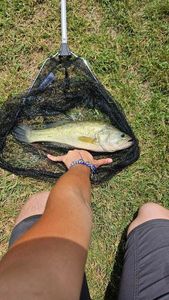 Largemouth Bass