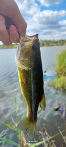 Largemouth Bass