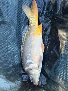Leather Carp