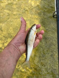 Grayling