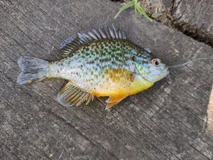 Green Sunfish