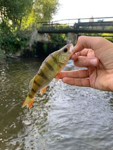 European Perch