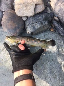 Brown Trout