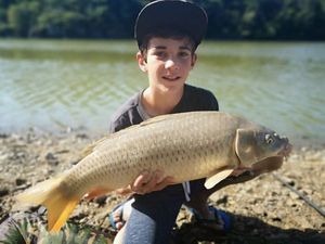 Common Carp