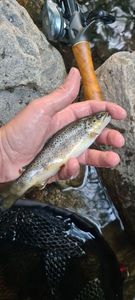 Brown Trout