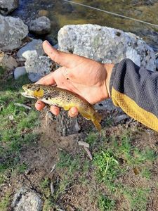 Brown Trout