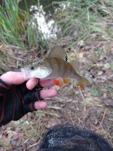 European Perch