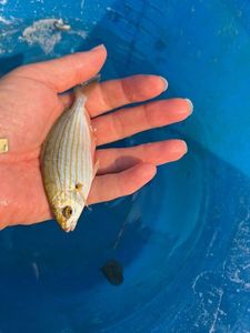 Salema