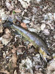Brown Trout