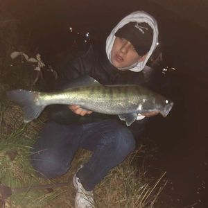 Zander