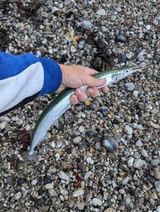 Garfish