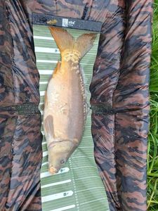 Leather Carp