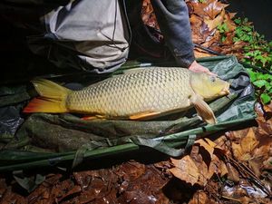 Common Carp
