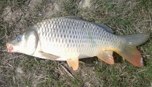Common Carp