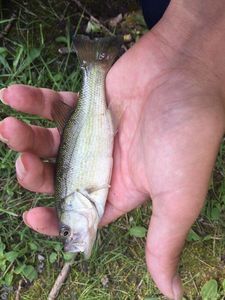 Largemouth Bass