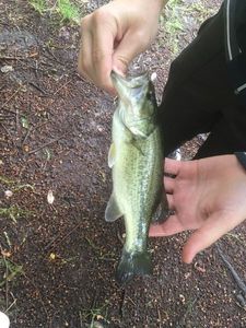 Largemouth Bass