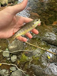 Brown Trout