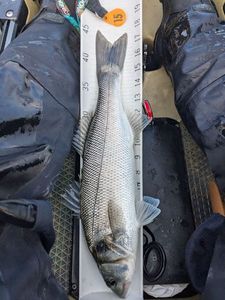 European Bass (Seabass)