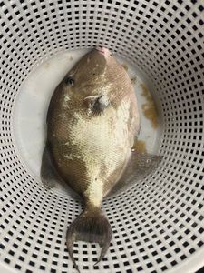 Triggerfish