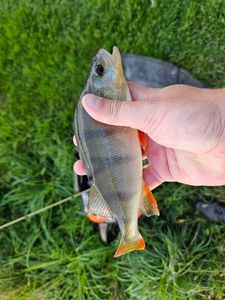 European Perch