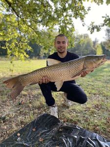 Grass Carp