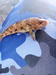 Giant Goby