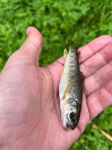 Brown Trout