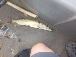 Northern Pike