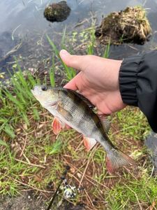 European Perch