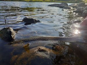 Brown Trout
