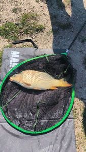 Alfonsino