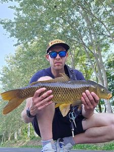Common Carp