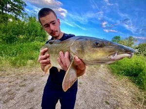 Barbel